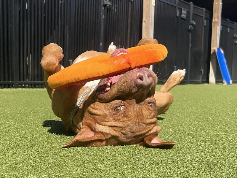 Cherokee thumbnail 5