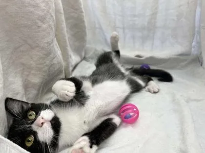 A baby small-sized male Domestic Short Hair cat named Blade for adoption in Clayton, GA