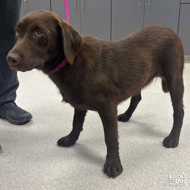 A baby large-sized female Labrador Retriever dog named Sunny for adoption in Washington, DC