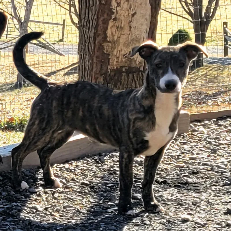 Harvest Fee Sponsored +