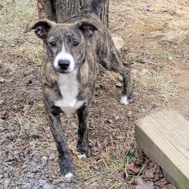 Harvest Fee Sponsored + thumbnail 2