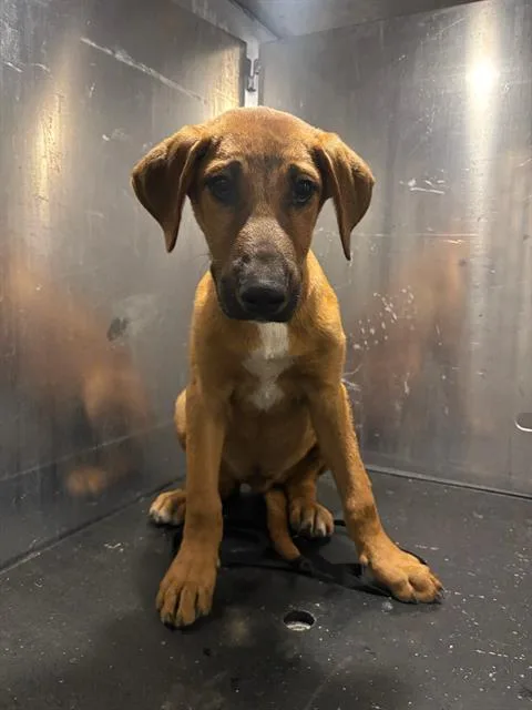 A baby medium-sized male Hound dog named Romeo for adoption in San Antonio, TX