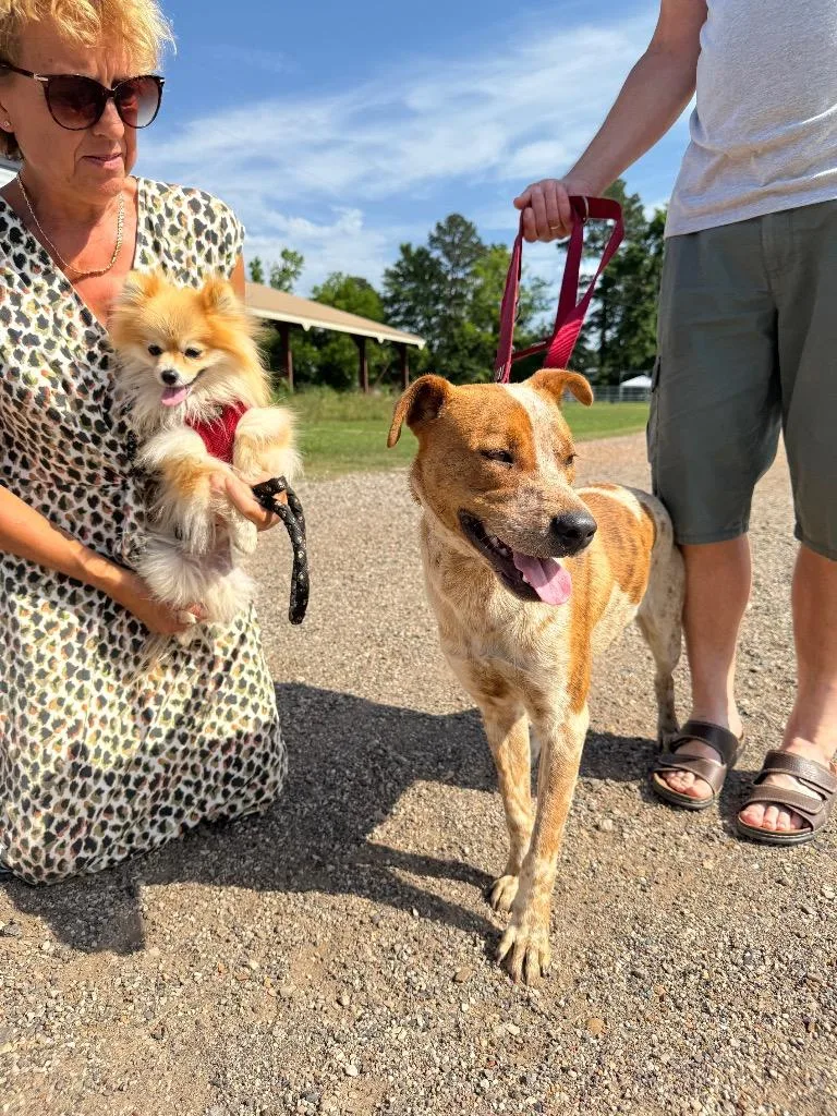 A young medium-sized male Cattle Dog dog named Loki for adoption in Princeton, MA
