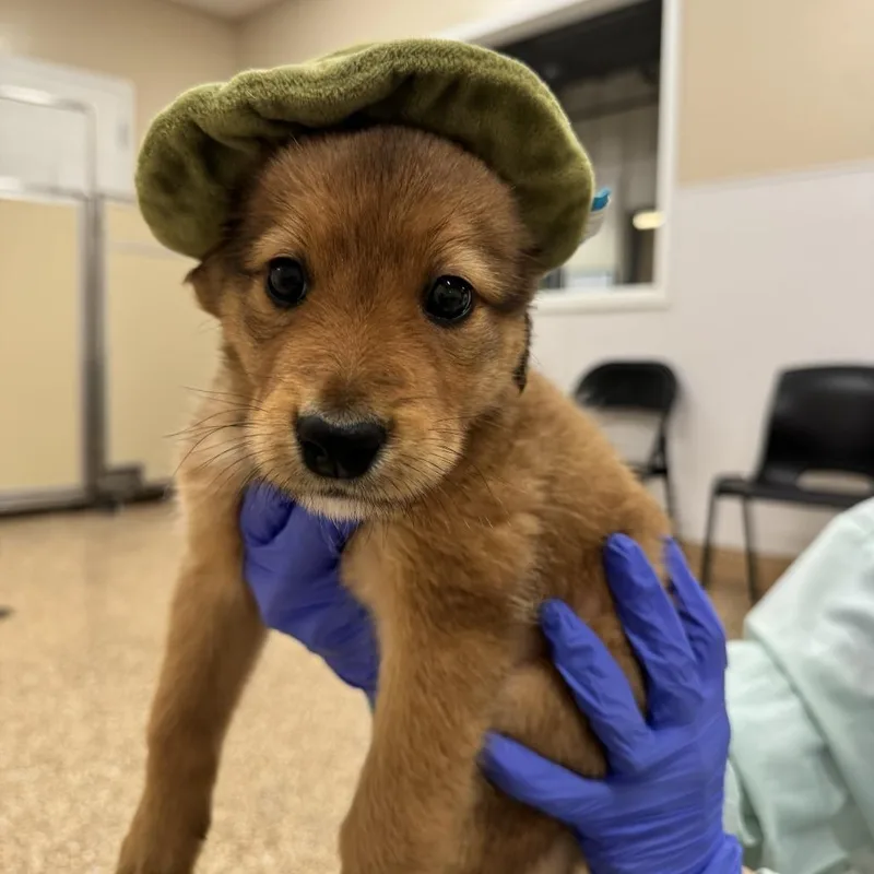 A baby small-sized male Brown / Chocolate Mixed Breed dog named Allen for adoption in Tempe, AZ