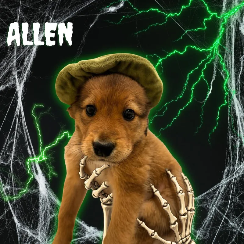Allen thumbnail 3