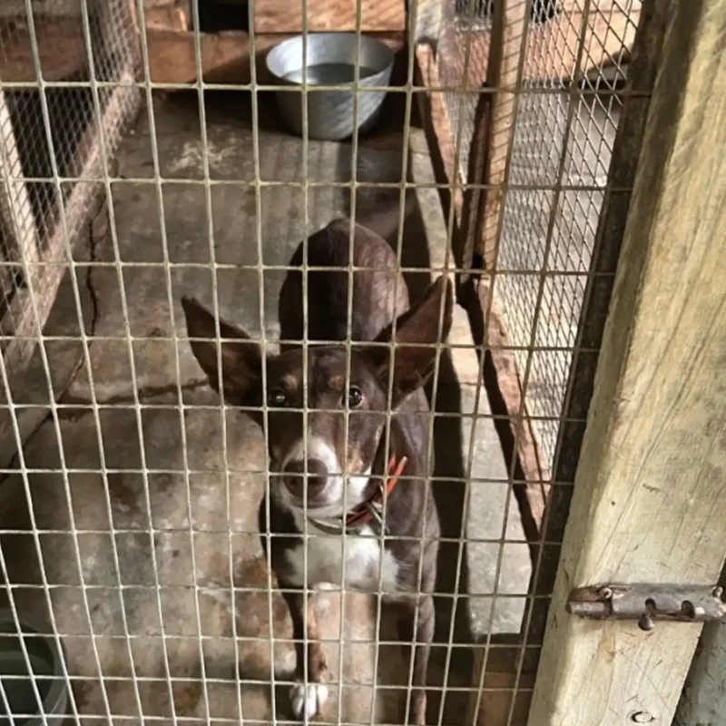A senior medium-sized female Brown / Chocolate Portuguese Podengo dog named KitKat for adoption in HANSON, MA