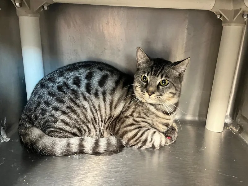 A young large-sized male Domestic Short Hair cat named Miso for adoption in Hopkinsville, KY