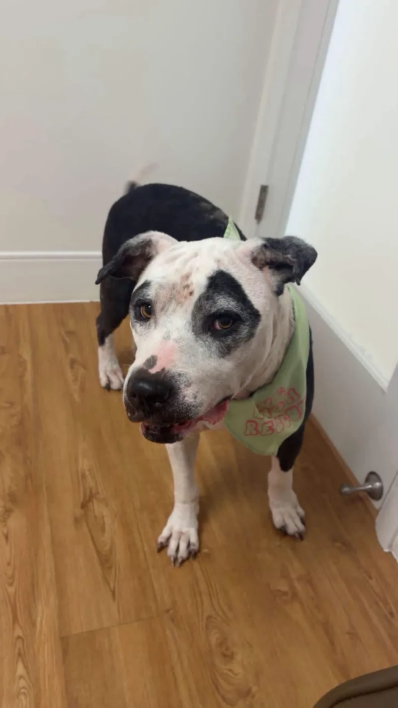 A senior large-sized female Pit Bull Terrier dog named Mella for adoption in Lincoln, MI