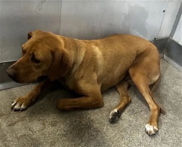 A young medium-sized female Pit Bull Terrier dog named Anna for adoption in San Bernardino, CA