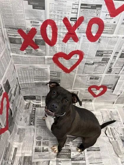 An adult medium-sized male Mixed Breed dog named Ryker for adoption in Lafayette, IN