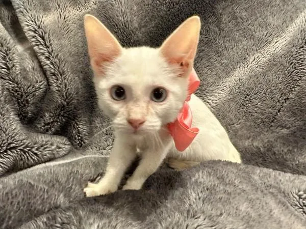 A baby small-sized female Domestic Short Hair cat named Basil for adoption in Austin, TX