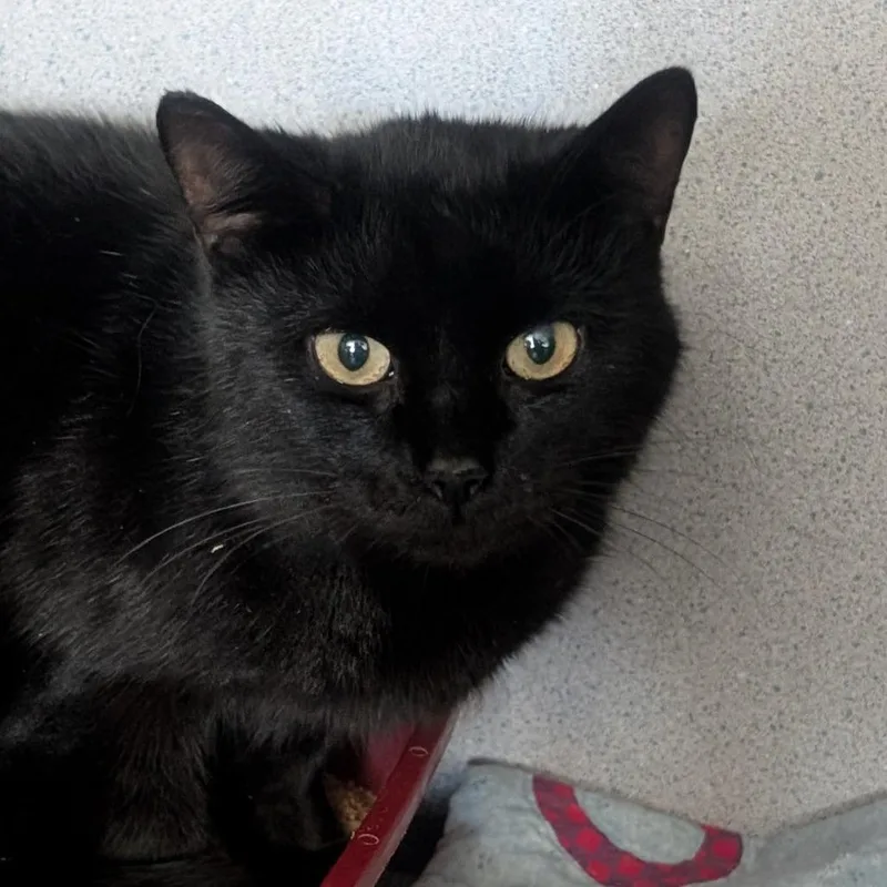 Bellatrix thumbnail 2