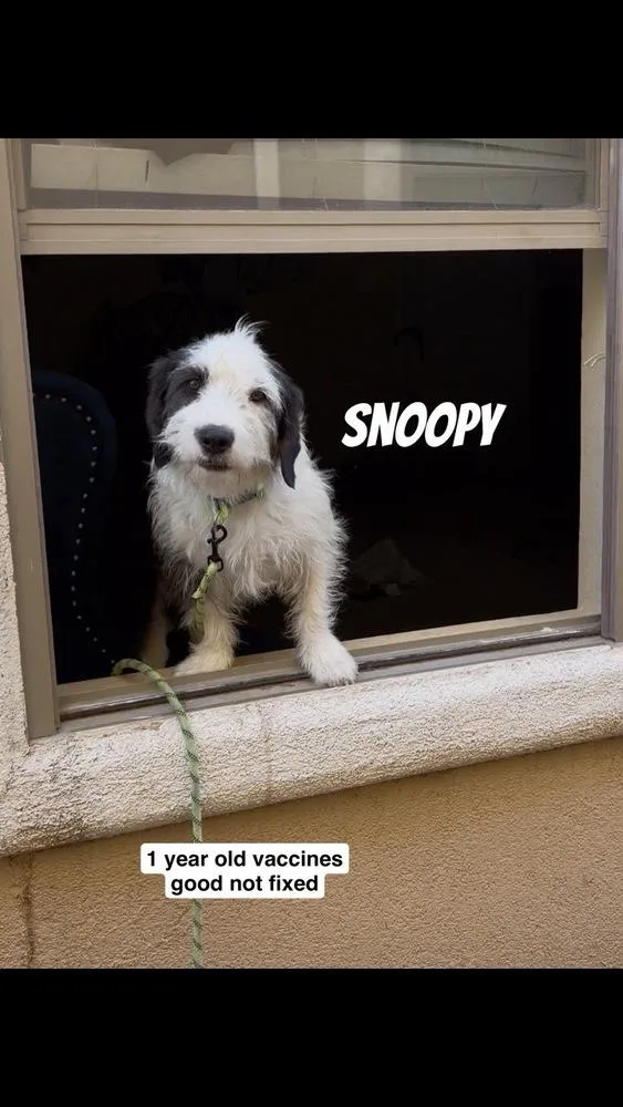 Snoopy