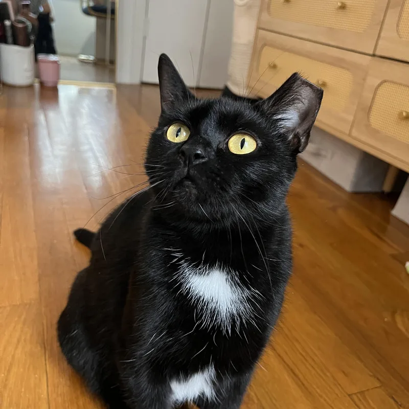 A young medium-sized female Black Domestic Short Hair cat named Selene for adoption in Brooklyn, NY