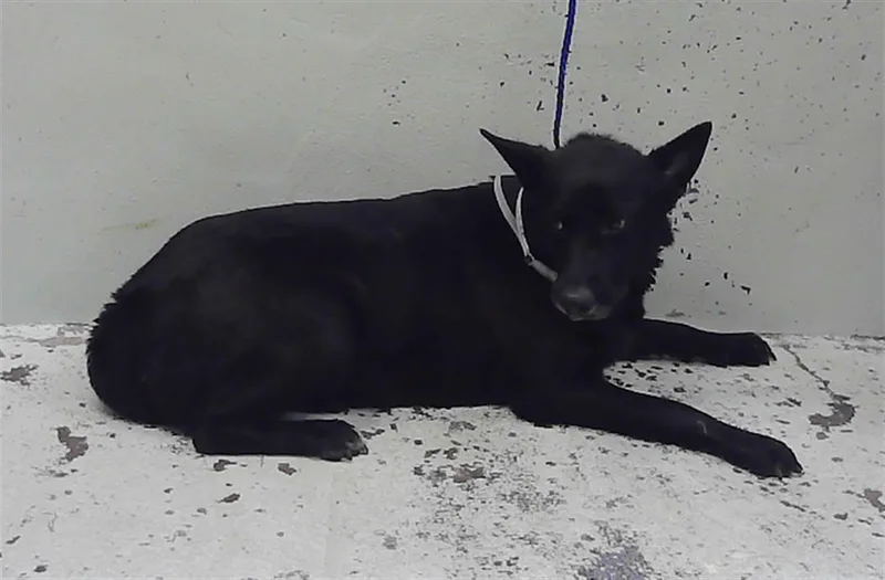 A senior medium-sized female Staffordshire Bull Terrier dog named Lolly for adoption in Houston, TX