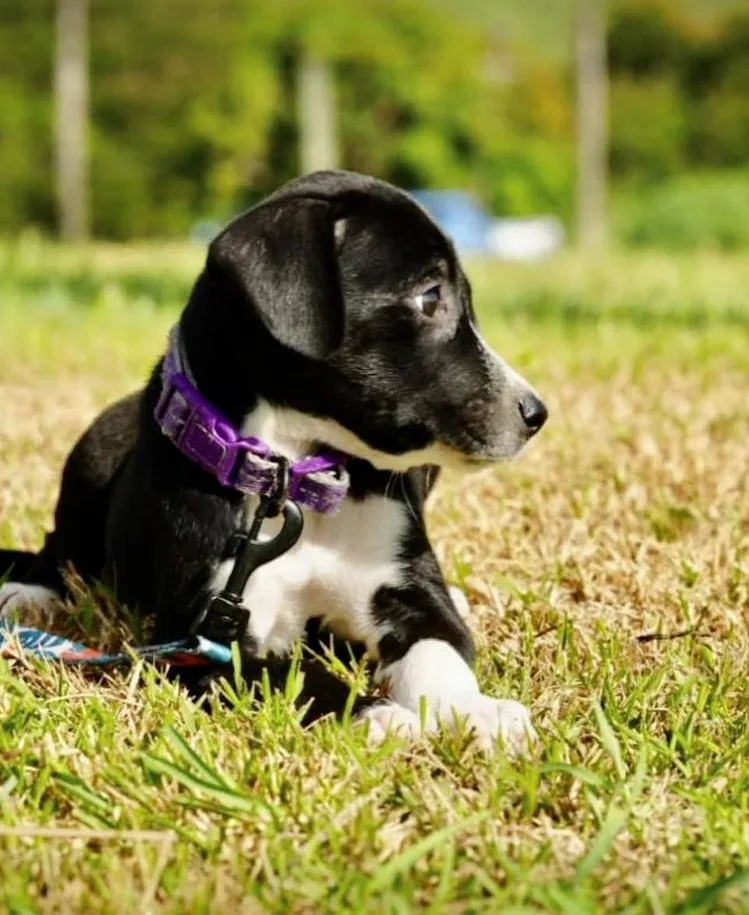 A baby medium-sized female Australian Shepherd dog named Boo for adoption in Orlando, FL