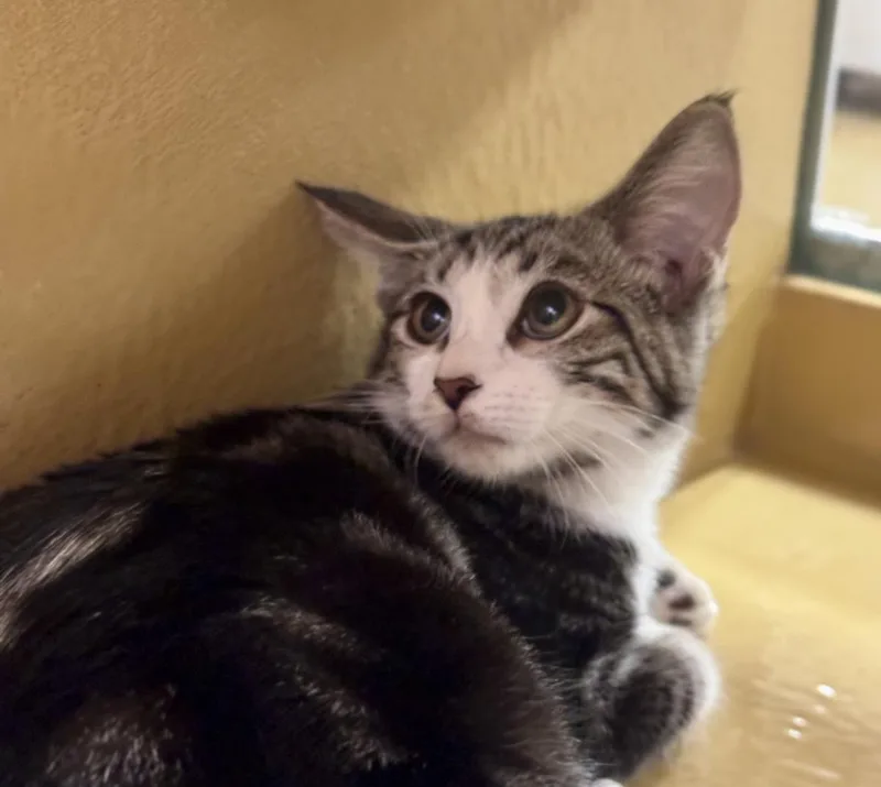 A baby medium-sized male Domestic Short Hair cat named Tiger Bear Bink for adoption in Chandler, AZ