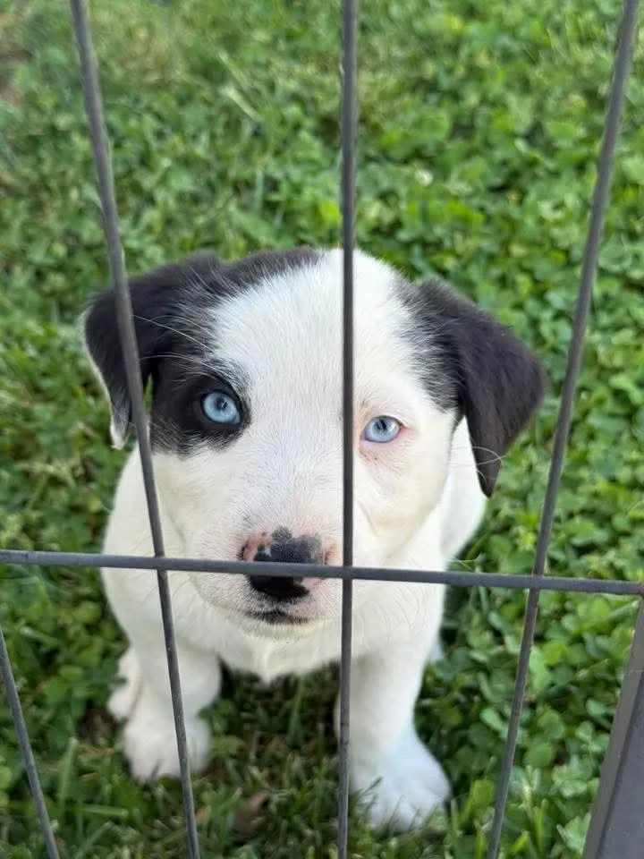 Arlo