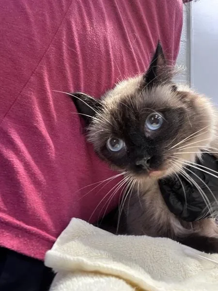 An adult medium-sized male Domestic Short Hair cat named Tigger for adoption in Canton, GA