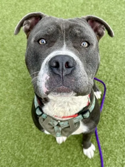 An adult extra large-sized male Gray / Blue / Silver Mixed Breed dog named Charlie for adoption in Wichita, KS