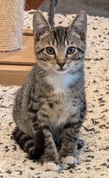 A baby medium-sized male Domestic Short Hair cat named James for adoption in Oviedo, FL