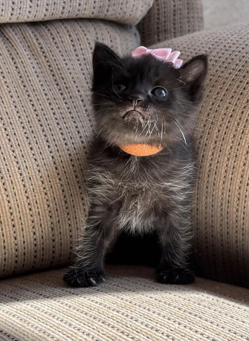 Kit  The Pretty