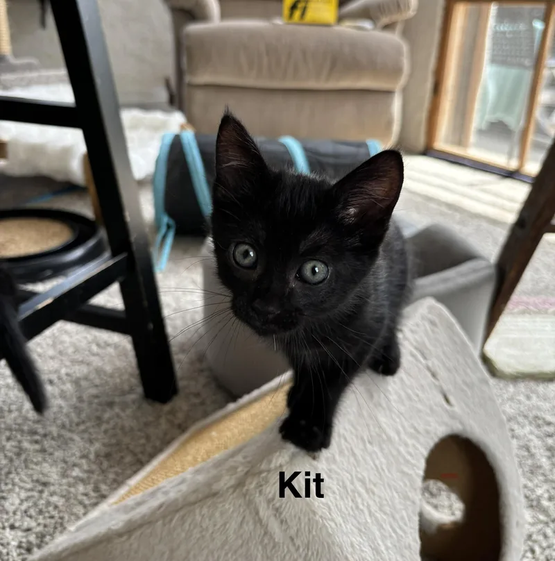 Kit  The Pretty thumbnail 2