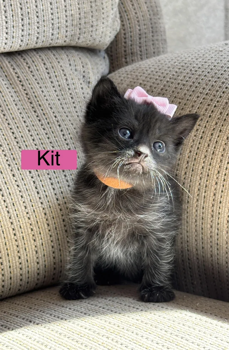 Kit  The Pretty thumbnail 4