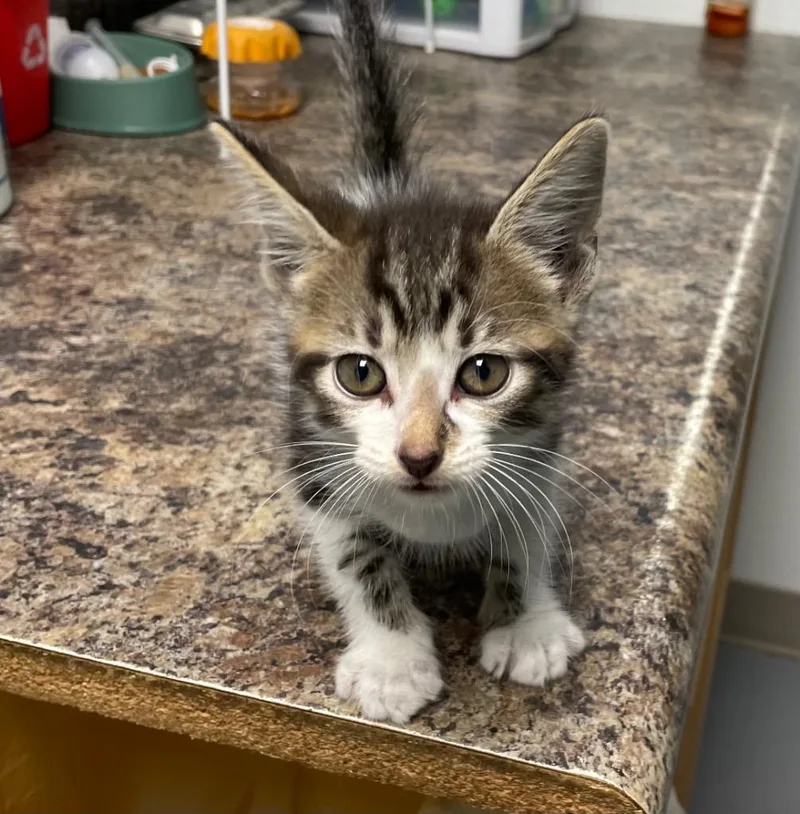 A young medium-sized male Domestic Medium Hair cat named Misfit for adoption in Batesville, AR