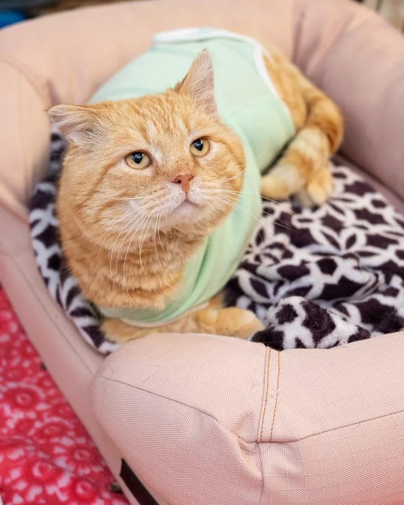 An adult small-sized male Domestic Short Hair cat named The Cheek Lord for adoption in Boone, IA