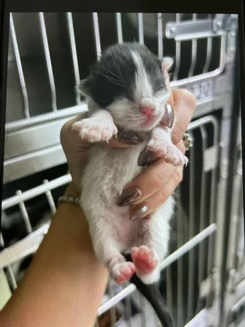 A baby small-sized female Domestic Short Hair cat named Chanel for adoption in San Bernardino, CA