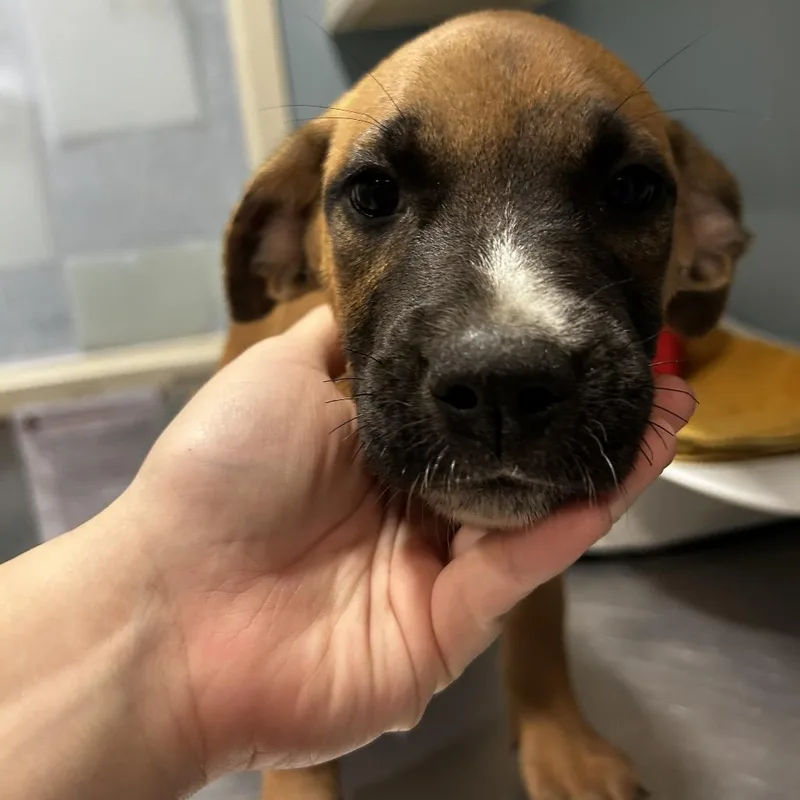 A baby small-sized female Yellow / Tan / Blond / Fawn Mixed Breed dog named Urchin for adoption in Chattanooga, TN