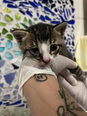 A baby small-sized male Domestic Short Hair cat named Scarab for adoption in Pensacola, FL