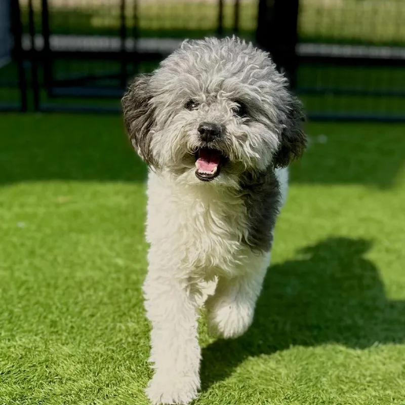 An adult small-sized male Gray / Blue / Silver Poodle dog named Oreo for adoption in Matteson, IL