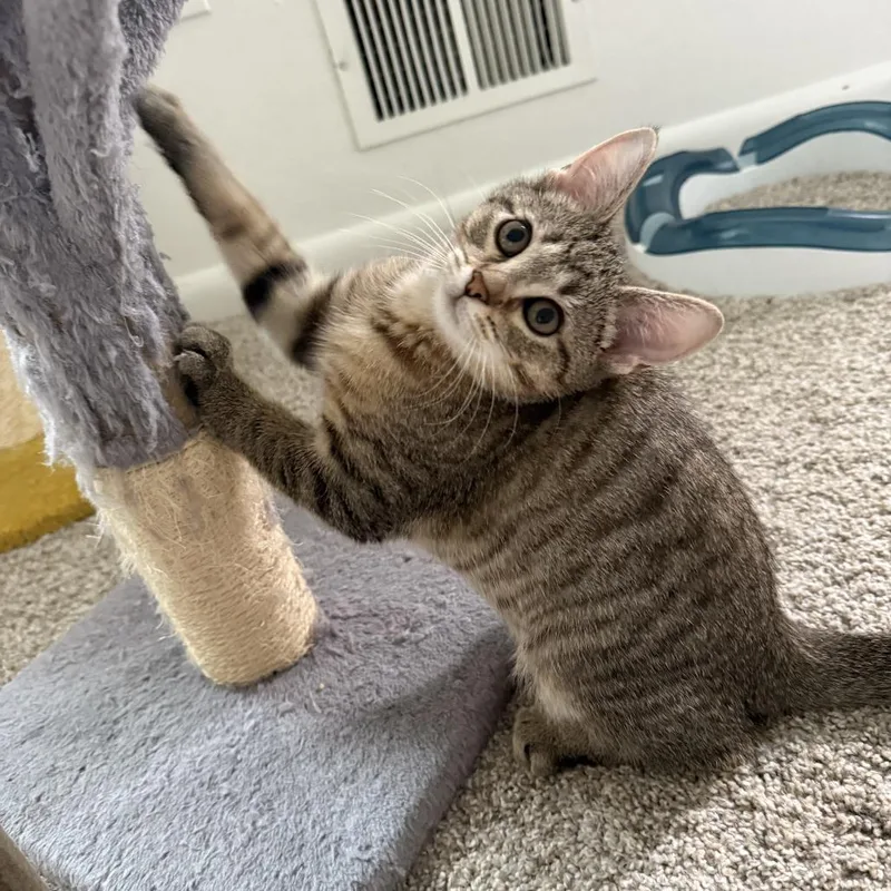 A baby small-sized male Brown / Chocolate Domestic Short Hair cat named Tagalong for adoption in Pittsburgh, PA