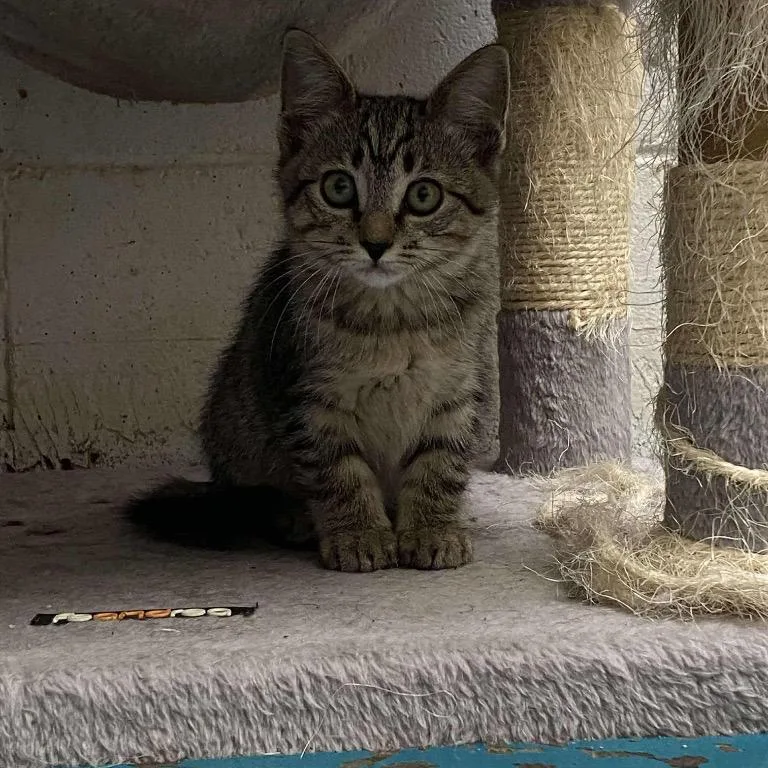 An adult small-sized male Domestic Short Hair cat named Berlioz for adoption in Eufaula, AL