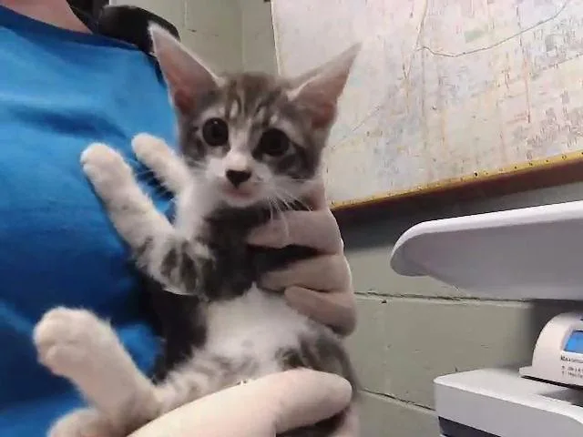 A baby small-sized female Domestic Short Hair cat named Candace for adoption in Tulsa, OK