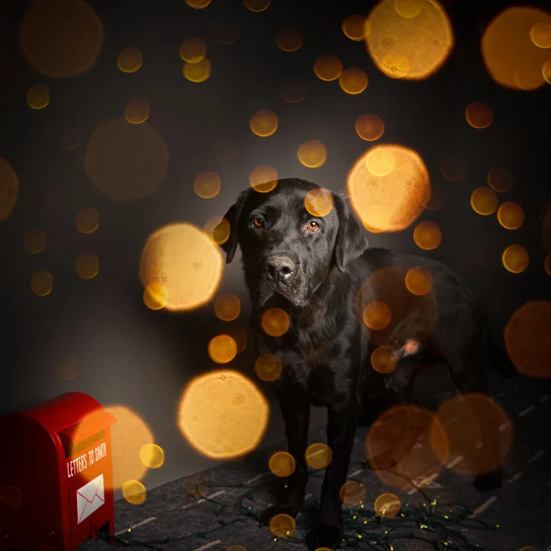 An adult large-sized male Black Labrador Retriever dog named Bolt for adoption in Ferndale, WA