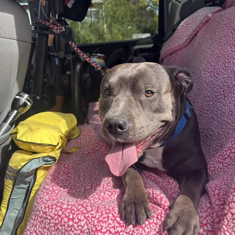 An adult large-sized male Pit Bull Terrier dog named BC Blue for adoption in Idaho Falls, ID