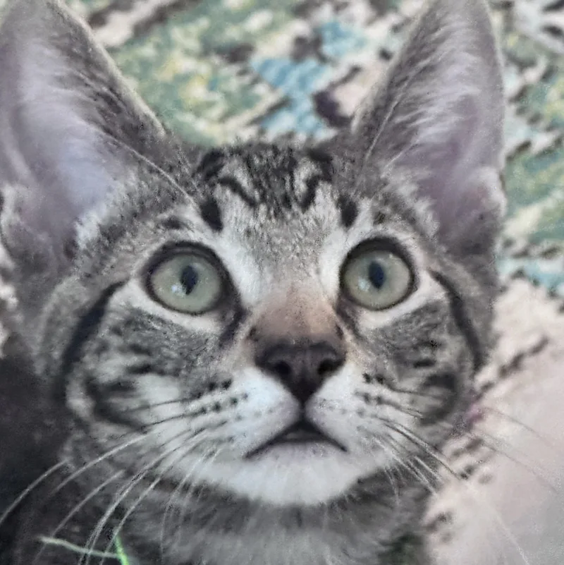 A baby medium-sized male Tabby (Tiger Striped) Domestic Short Hair cat named Marco for adoption in Wilsonville, OR