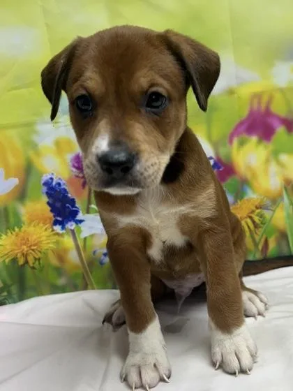 A young small-sized male Terrier dog named Bo for adoption in San Antonio, TX