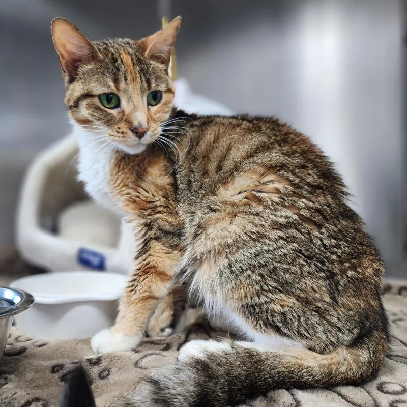 An adult medium-sized female Torbie Domestic Medium Hair cat named Sheddina for adoption in Dixon, IL
