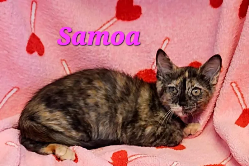 Samoa thumbnail 2