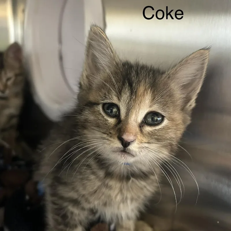 Coke