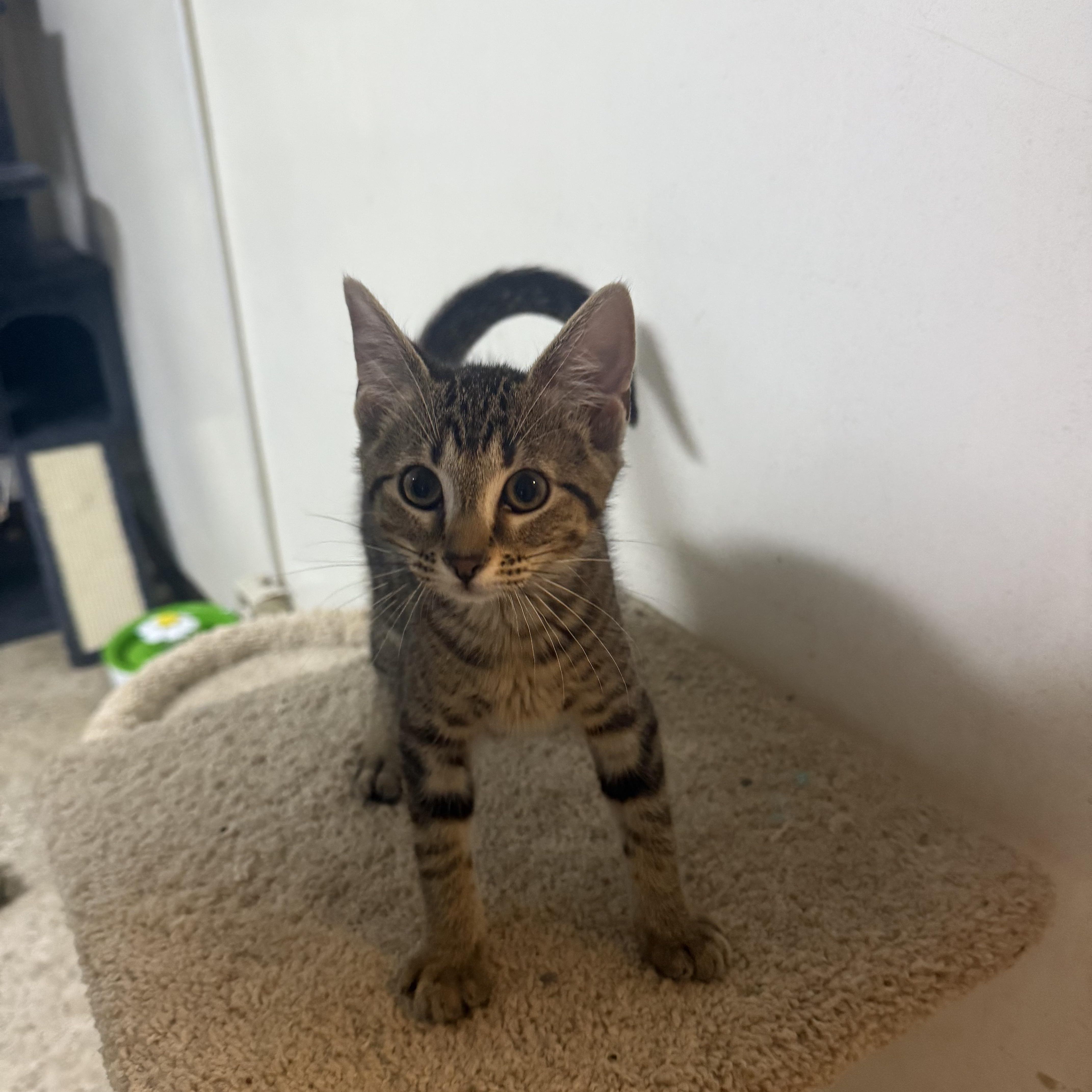 A baby small-sized female Tabby (Brown / Chocolate) Domestic Short Hair cat named Yoyo for adoption in Hendersonville, TN