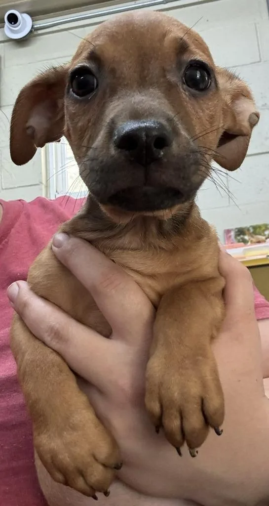 Ernie