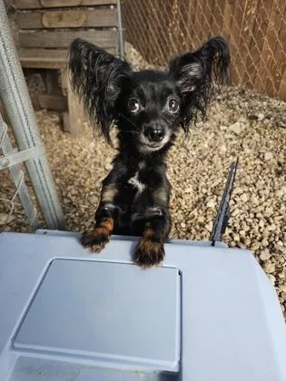 Gidget