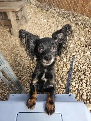 Gidget thumbnail 3