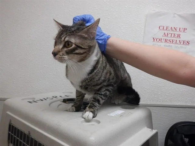 A young small-sized male Domestic Short Hair cat named Rumpel for adoption in Oroville, CA
