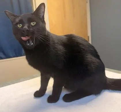 A young medium-sized male Domestic Short Hair cat named Axel for adoption in Missoula, MT